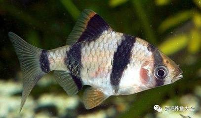 開遠市好運天下水族經營部（開遠水族館）