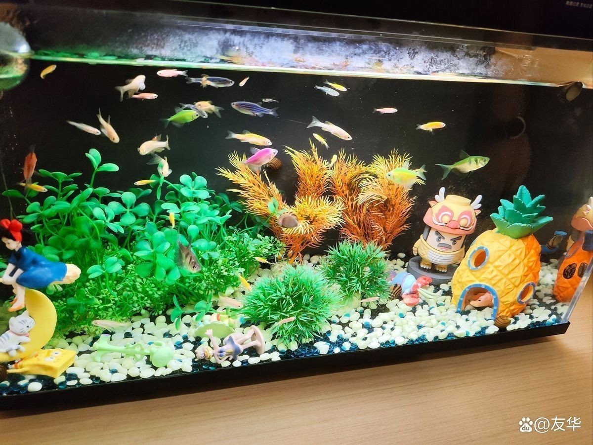 龍魚死亡后如何快速恢復水質？