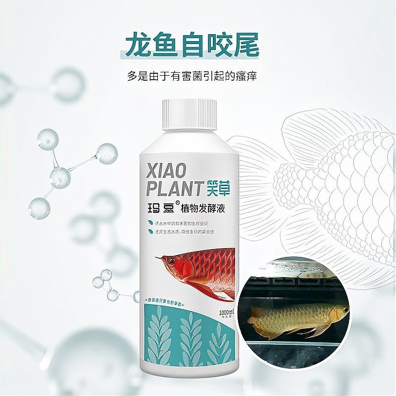 金龍魚多久產卵，和金龍魚產卵繁殖的奧秘對應的相關信息，金龍魚產卵繁殖的奧秘