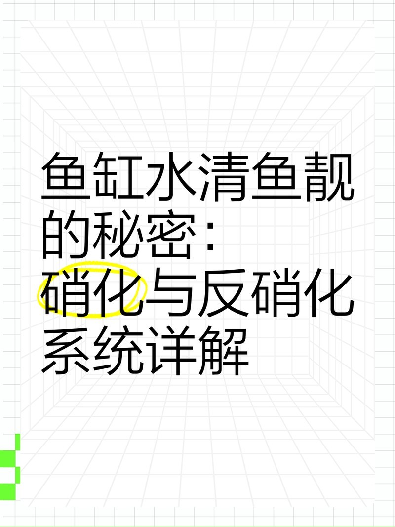 龍魚死亡后如何快速恢復水質？