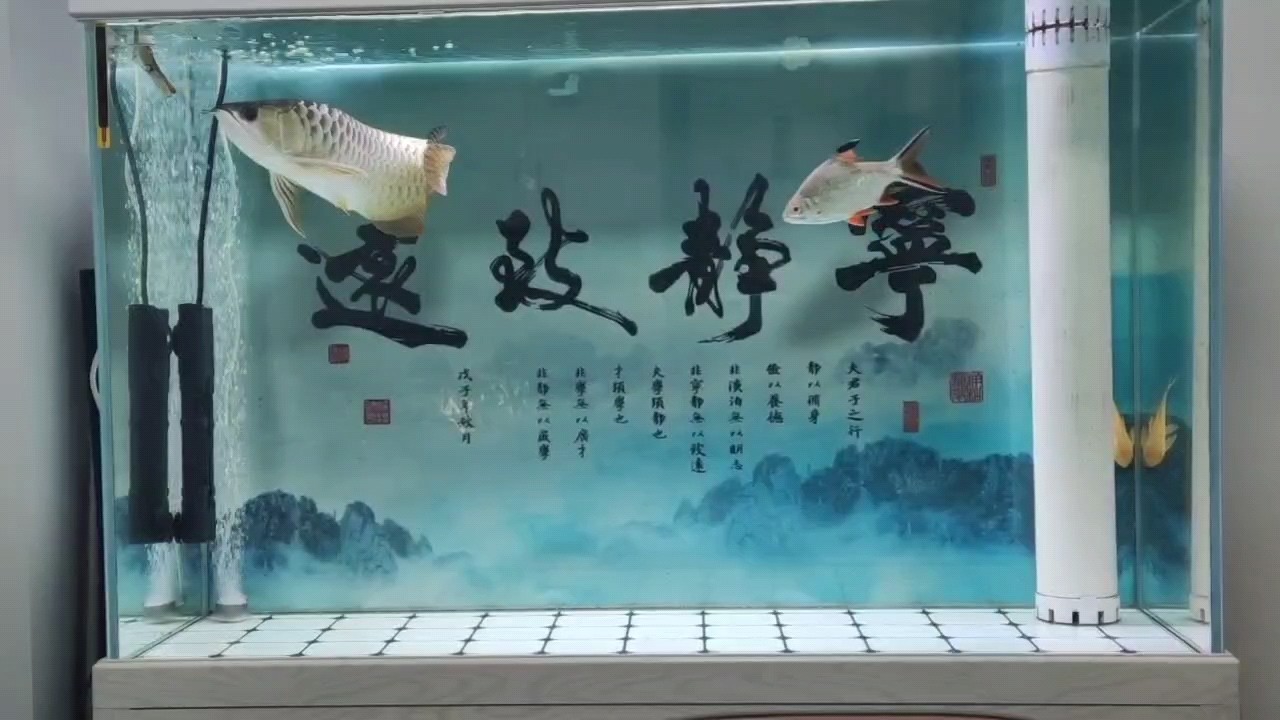 龍魚小白