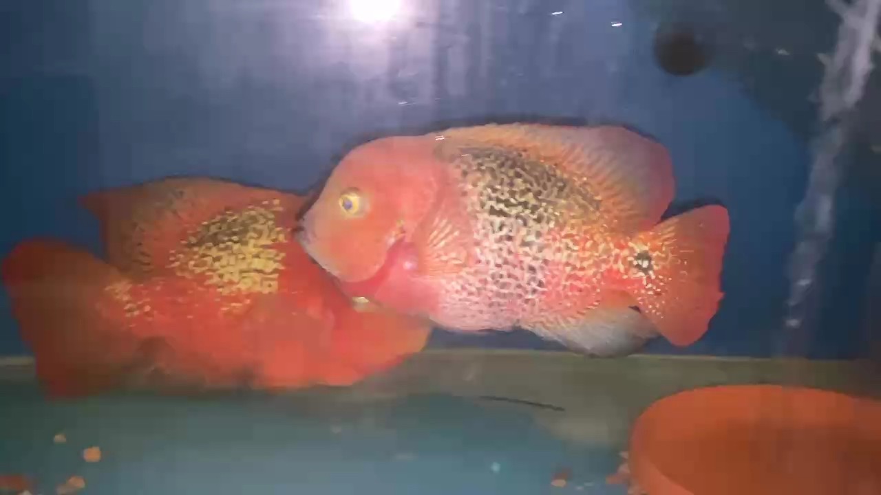 接著配對 接著配對 龍魚論壇