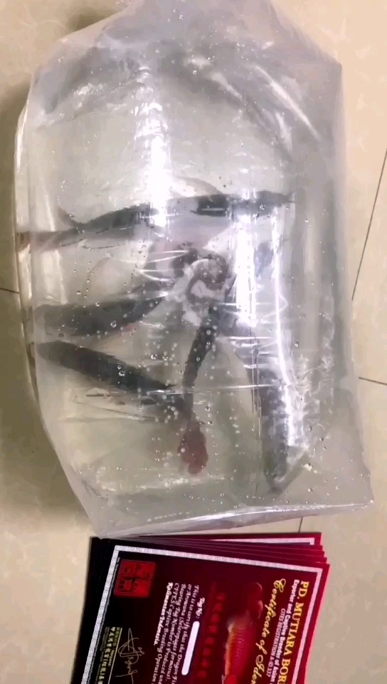 金龍福龍魚病期間需要哪些維生素，金龍福龍魚病期間補充維生素a、維生素c、維生素e