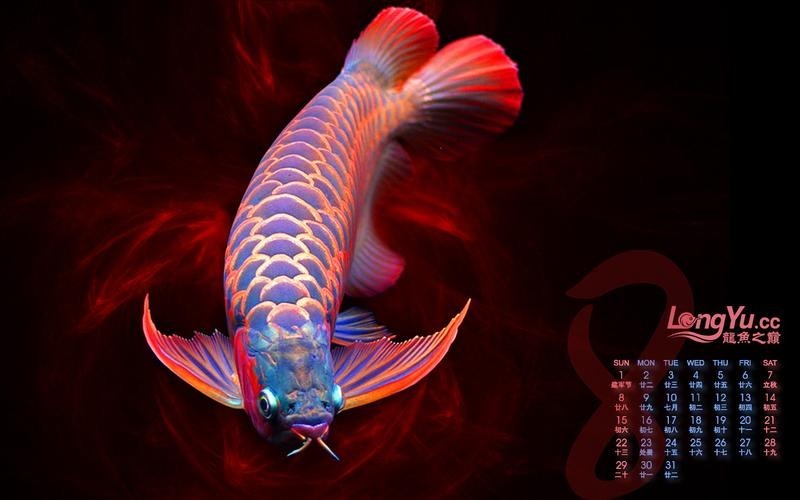 龍魚圖片高清大圖欣賞