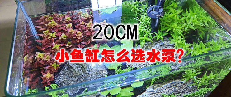 天津市津南區金玉緣水族館（天津市津南區金玉緣水族館地址）
