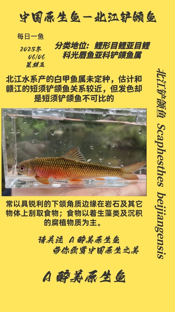 北江鏟頜魚