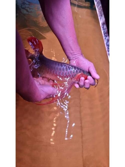 長(zhǎng)尾龍魚(yú)圖片 長(zhǎng)尾龍魚(yú)圖片 龍魚(yú)百科 第5張
