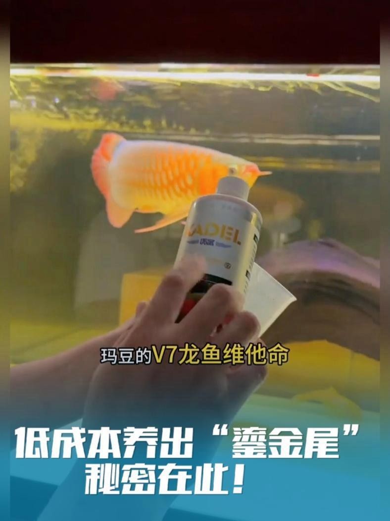 長(zhǎng)尾龍魚(yú)圖片 長(zhǎng)尾龍魚(yú)圖片 龍魚(yú)百科 第23張