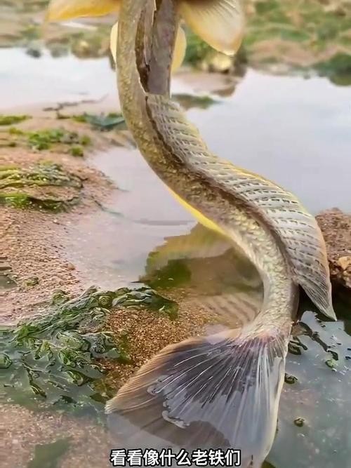 長(zhǎng)尾龍魚(yú)圖片 長(zhǎng)尾龍魚(yú)圖片 龍魚(yú)百科 第10張