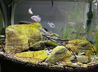 可麗愛魚缸燈不亮了哪的問題（可麗愛魚缸燈不亮可能涉及多個方面的問題可能有多種原因）