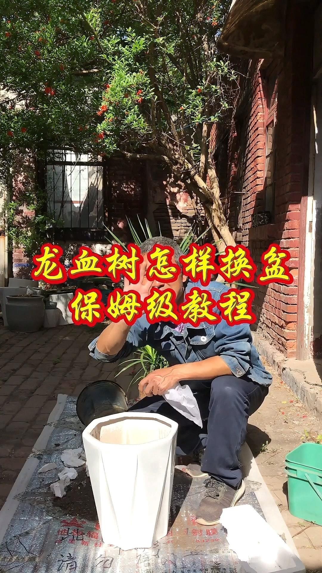 龍血樹多久換一次盆？