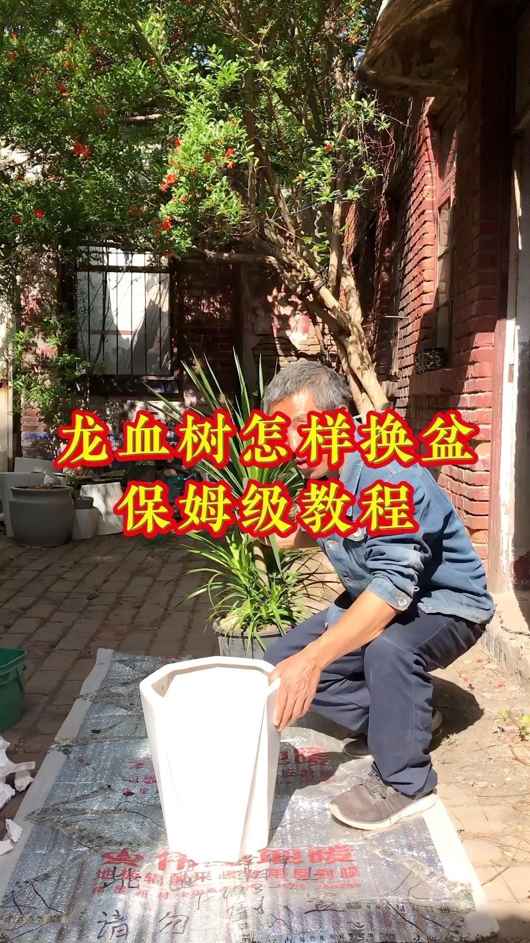龍血樹多久換一次盆？