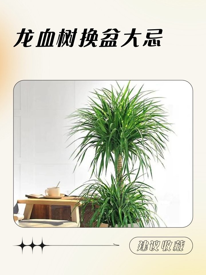 龍血樹多久換一次盆？