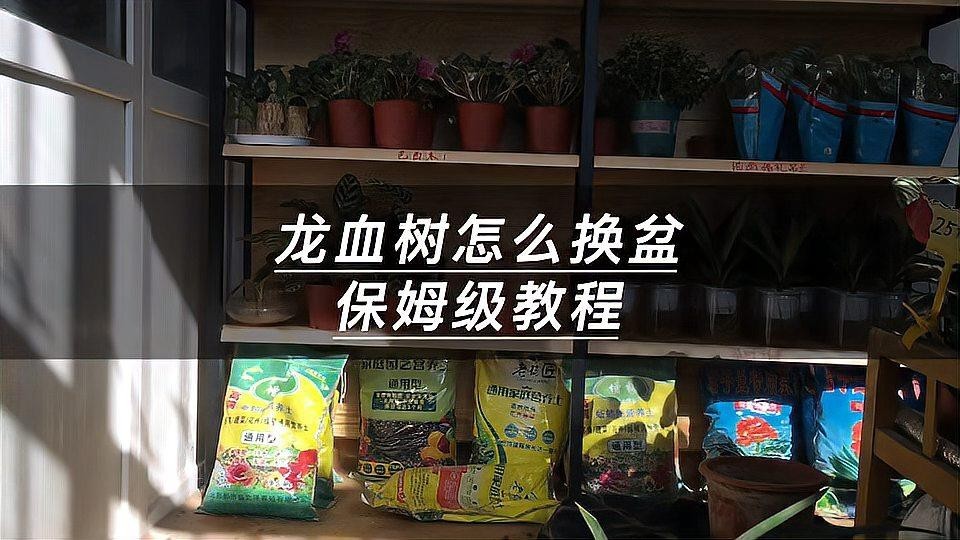 龍血樹多久換一次盆？