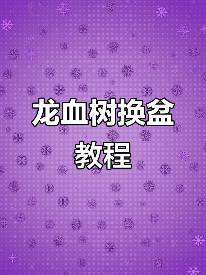 龍血樹多久換一次盆？