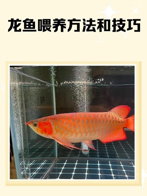 龍魚掉眼初期癥狀圖