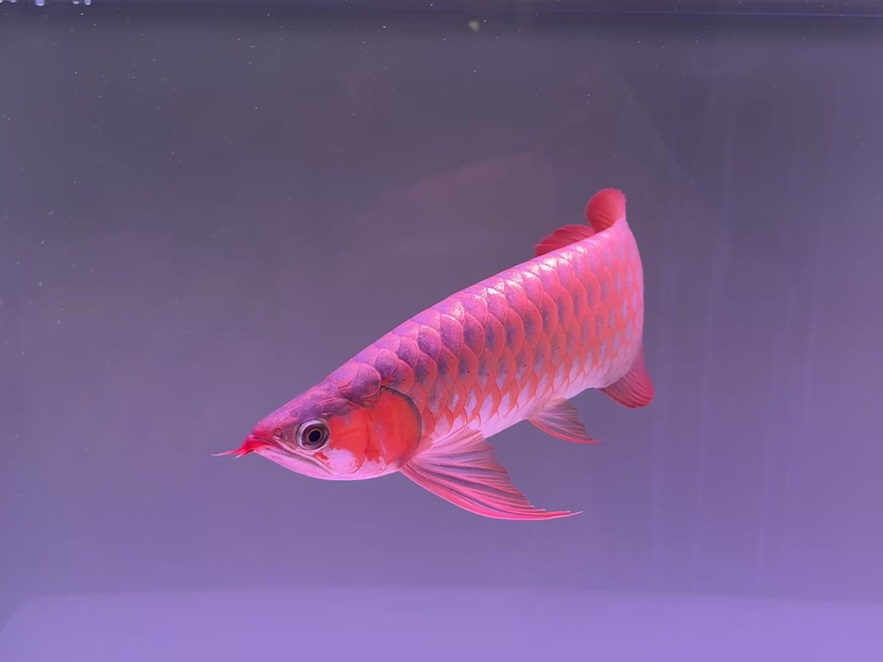 這條小魚咋樣 這條小魚咋樣 龍魚論壇 第2張