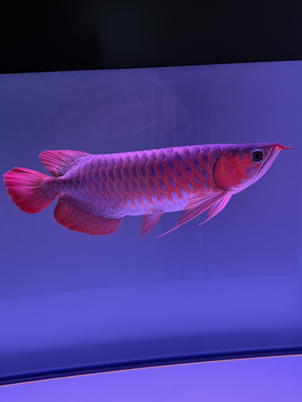 這條小魚咋樣 這條小魚咋樣 龍魚論壇 第1張