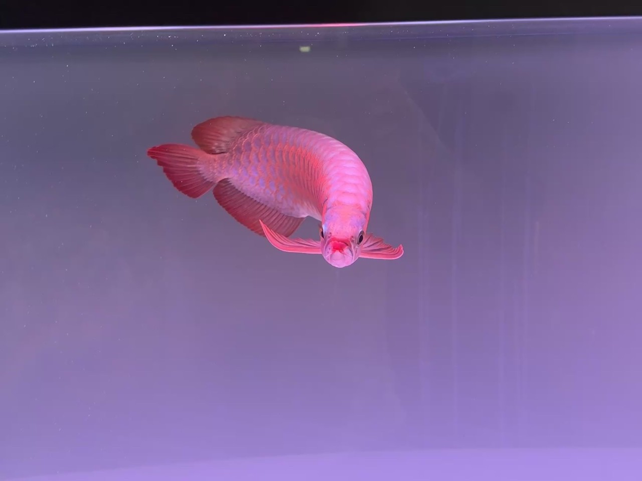 這條小魚咋樣 這條小魚咋樣 龍魚論壇 第3張