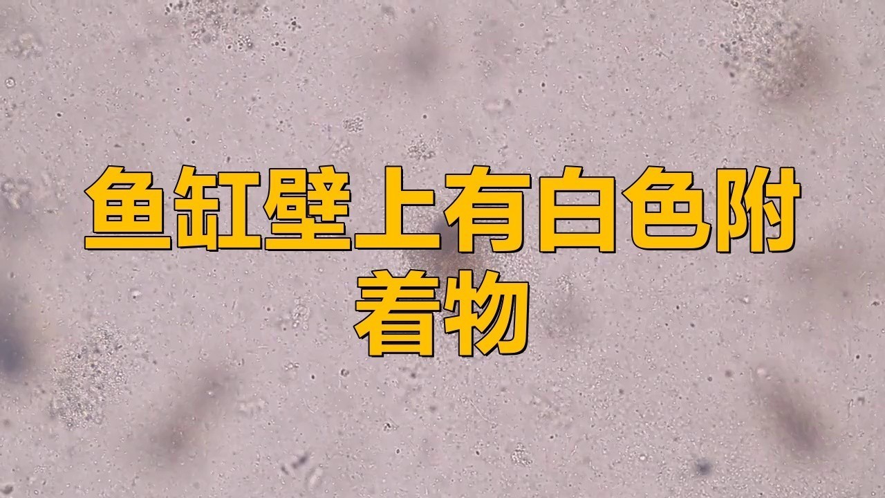 龍魚缸里有白色團狀物體怎么回事