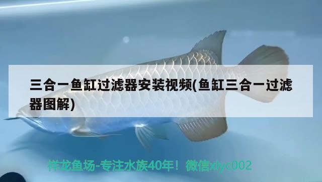 營口市<strong><mark>站前</mark></strong>區海鯨水族店（營口市<strong><mark>站前</mark></strong>區海鯨水族店電話）