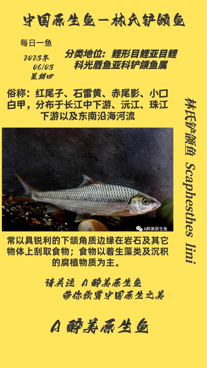 林氏鏟頜魚 林氏鏟頜魚 龍魚論壇