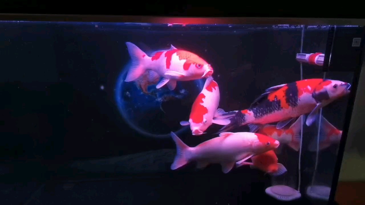 聽說，養魚長壽