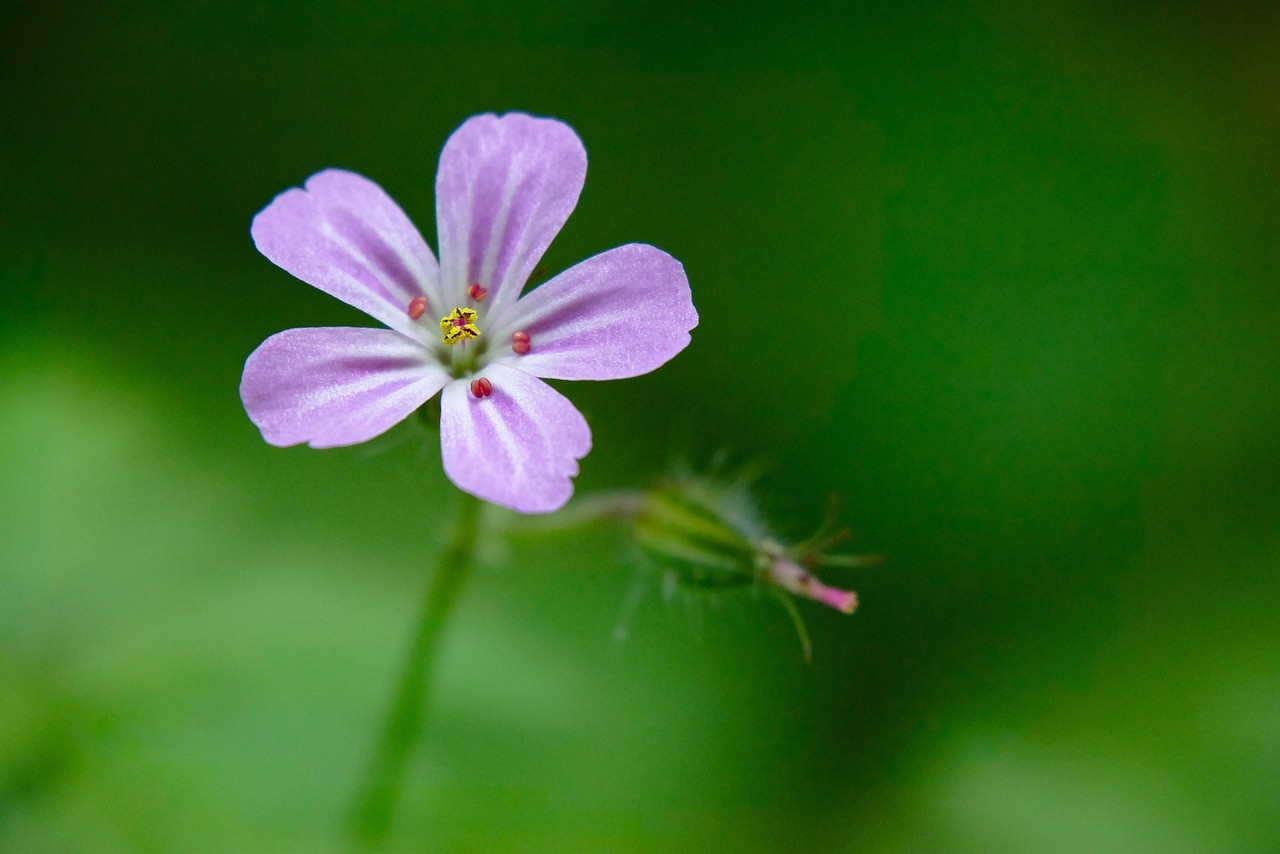 開心花卉：為人們帶來快樂的植物【新聞標題】