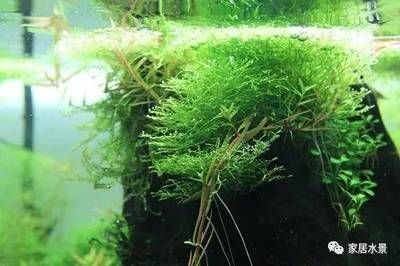 魚缸放什么樹根好：哪些樹根適合放在魚缸中