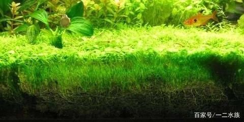 魚缸里的綠藻怎樣清除（如何清除魚缸里的綠藻）