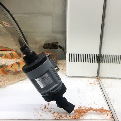 銀版魚換水前后溫差控制：銀龍魚換水操作步驟，銀龍魚適宜水溫范圍，銀龍魚換水后觀察要點(diǎn)