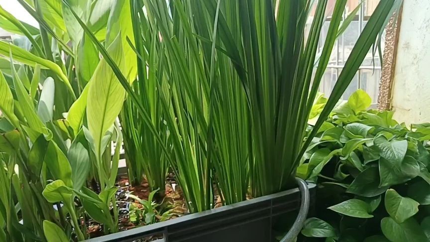 銀版魚換水前后溫差控制：銀龍魚換水操作步驟，銀龍魚適宜水溫范圍，銀龍魚換水后觀察要點(diǎn)