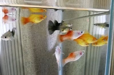 銀版魚換水前后溫差控制：銀龍魚換水操作步驟，銀龍魚適宜水溫范圍，銀龍魚換水后觀察要點(diǎn)