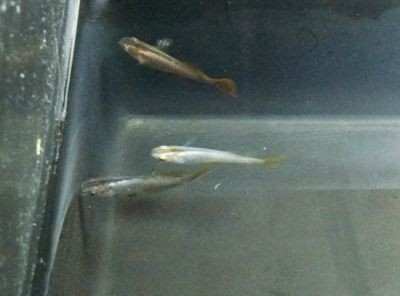 銀版魚換水前后溫差控制：銀龍魚換水操作步驟，銀龍魚適宜水溫范圍，銀龍魚換水后觀察要點(diǎn)