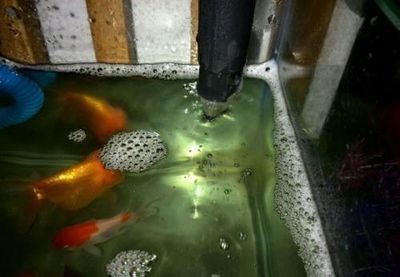 銀版魚換水前后溫差控制：銀龍魚換水操作步驟，銀龍魚適宜水溫范圍，銀龍魚換水后觀察要點(diǎn)