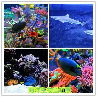 海洋生物魚缸的發展趨勢:海洋生物魚缸技術革新隨著科技設備模擬自然海水觀賞魚飼養