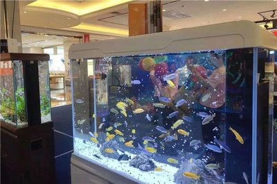 海洋生物魚缸的發展趨勢:海洋生物魚缸技術革新隨著科技設備模擬自然海水觀賞魚飼養