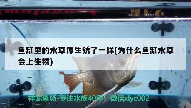 丹陽市丹北鎮(zhèn)良帆園林綠化店
