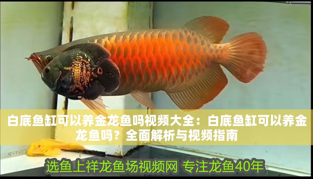 白底魚缸可以養(yǎng)金龍魚嗎視頻大全：白底魚缸可以養(yǎng)金龍魚嗎？全面解析與視頻指南