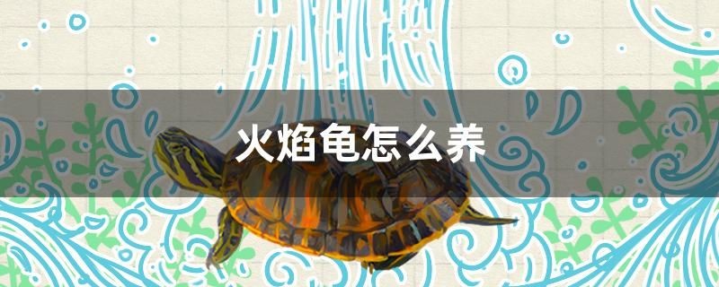 火焰龜怎么養