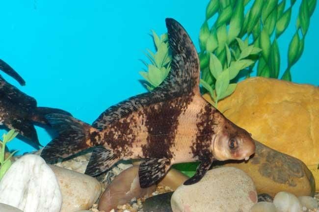 海鮮店魚缸制作的注意事項(xiàng)：制作海鮮店的魚缸不僅要考慮美觀還要考慮到實(shí)用性