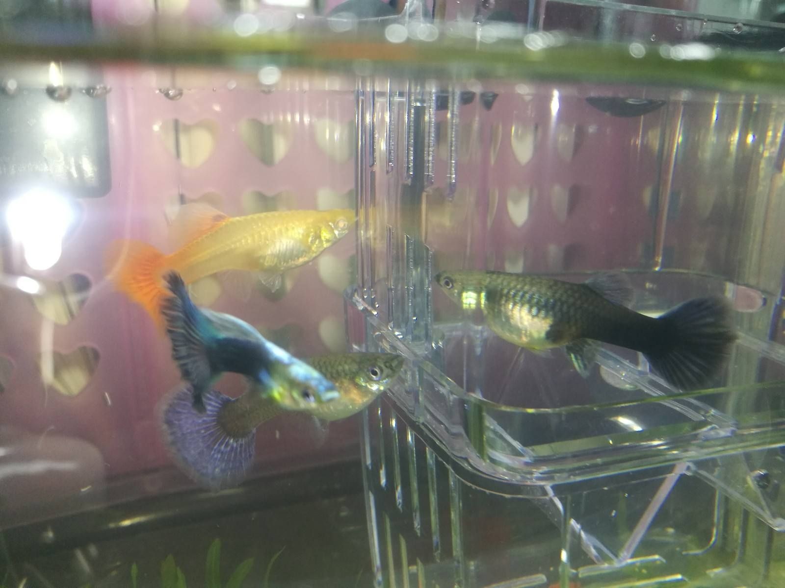 海鮮店魚缸制作的注意事項(xiàng)：制作海鮮店的魚缸不僅要考慮美觀還要考慮到實(shí)用性