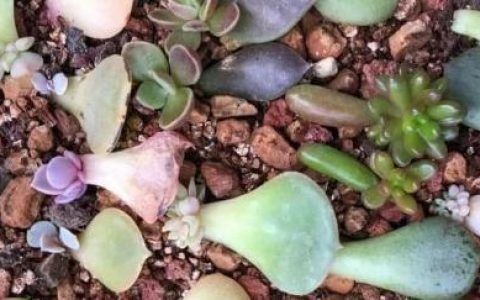 六角恐龍魚魚缸里需要放些什么物品呢：六角恐龍魚的魚缸布置