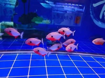 底濾魚缸通過水流的力量將魚缸中的污物沖刷到吸水口的地方：底濾魚缸的工作原理 底濾魚缸通過水流的力量將魚缸中的污物沖刷到吸水口的地方：底濾魚缸的工作原理 魚缸百科 第1張
