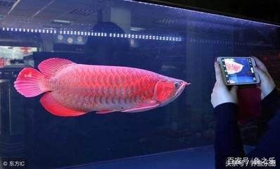 龍魚炸鱗可以用黃粉嗎：龍魚炸鱗可以使用黃粉治療其他魚病效果的自然療法