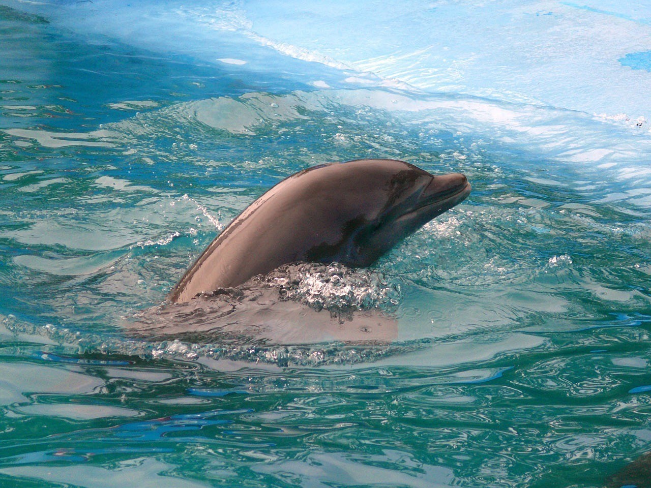 蒙自尚美生態水族館 （蒙自尚美生態水族館怎么樣）