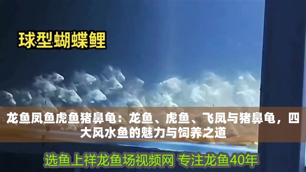 龍魚(yú)鳳魚(yú)虎魚(yú)豬鼻龜：龍魚(yú)、虎魚(yú)、飛鳳與豬鼻龜，四大風(fēng)水魚(yú)的魅力與飼養(yǎng)之道