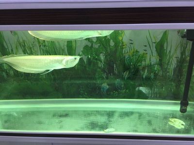 銀龍魚品種間顏色差異對比：銀龍魚品種價格對比分析銀龍魚品種間的顏色差異