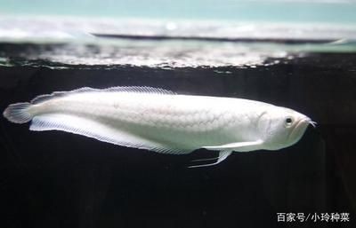 銀龍魚品種間顏色差異對比：銀龍魚品種價格對比分析銀龍魚品種間的顏色差異
