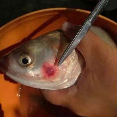 龍魚頭上長了密密麻麻的小黑點是什么原因：龍魚頭上長了密密麻麻的小黑點是什么原因呢？
